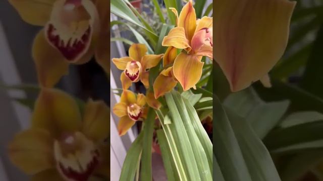 Lovely Cymbidium ♡ bernee bee смотреть онлайн