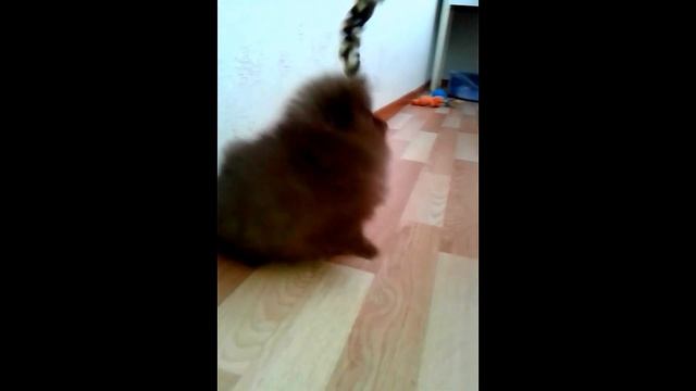 Шоколадный шпиц, мальчик смотреть онлайн