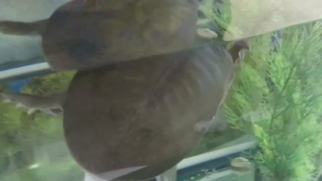 Черепаха Китайский трионикс смотреть онлайн