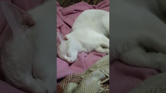 25 марта 2022 г. Сладкий сон котёнка Бакса. Котенок Бакс отдыхает. Сон котенка. Дневной сон котенка смотреть онлайн