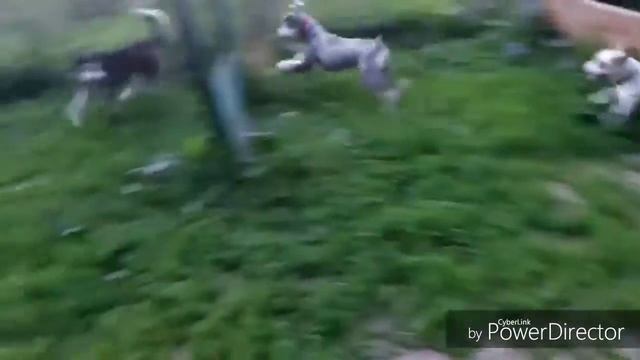 шотландская колли смотреть онлайн