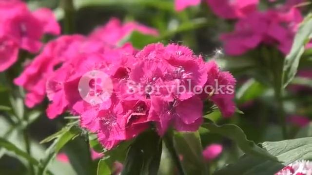 Flower carnation Turkish Dianthus barbatus blossoms in spring morning Stock Video Footage Storybl смотреть онлайн