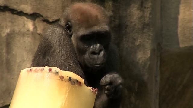 Gorillas Beat The Heat-Cincinnati Zoo
