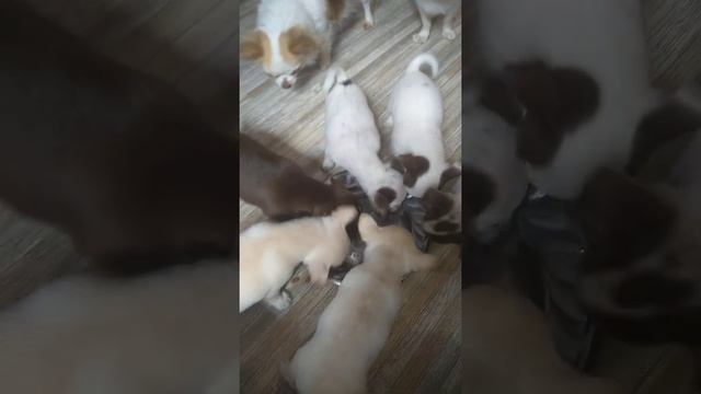 Второй завтрак щенков чихуахуа Симферополь смотреть онлайн