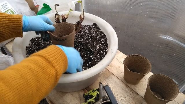 ВЫСАДКА РАССАДЫ ФРИГО ПО СТАКАНЧИКАМ смотреть онлайн