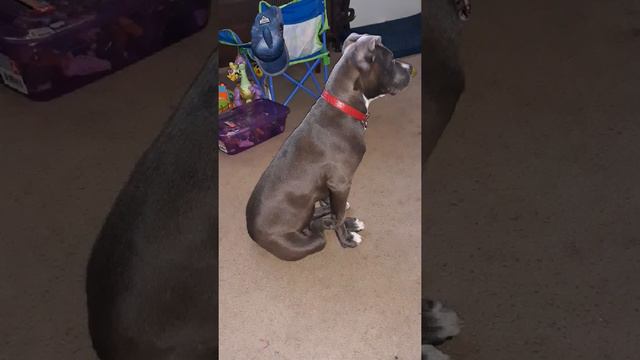 Pitbull from 2 to 4 months old смотреть онлайн