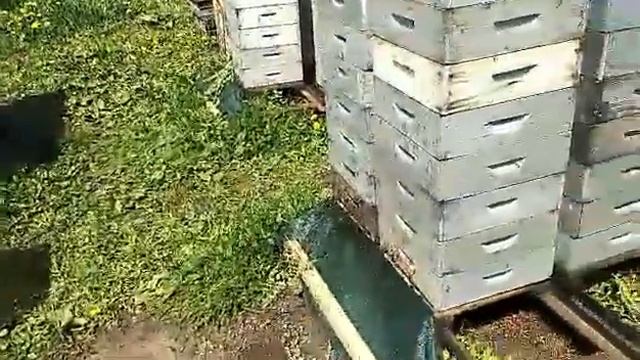 Результаты подкормки пергой в конце зимовки. смотреть онлайн