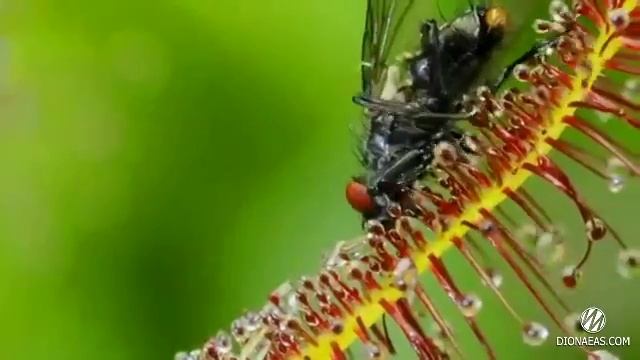 Drosera, Растение хищник, Росянка смотреть онлайн