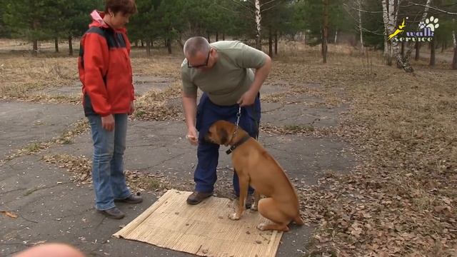 Работа инструктора кинолога, обучение владельца дрессировке собаки смотреть онлайн