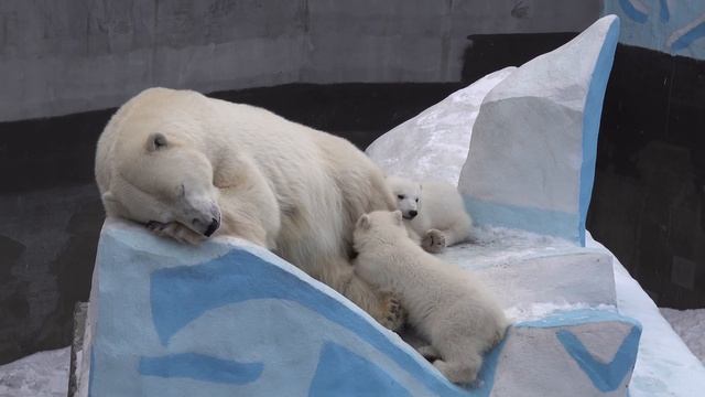 Медвежата проснулись и будят маму Герду. 16.04.2023