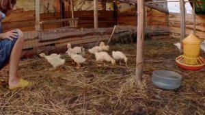 Подселяем молодых гусят к взрослым гусям || Гусеводство. Гуси Линда (Линдовские), Крупная Серая