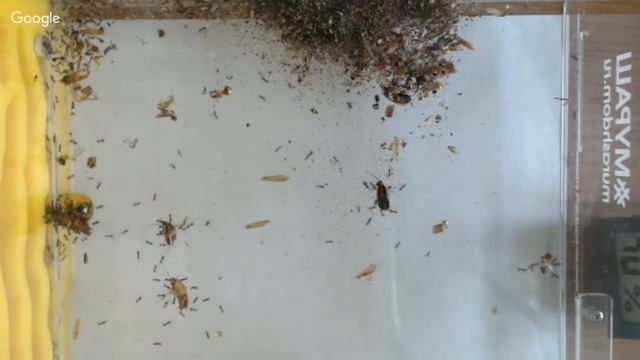 Кормление Pheidole Yeensis в Multistage Advanced