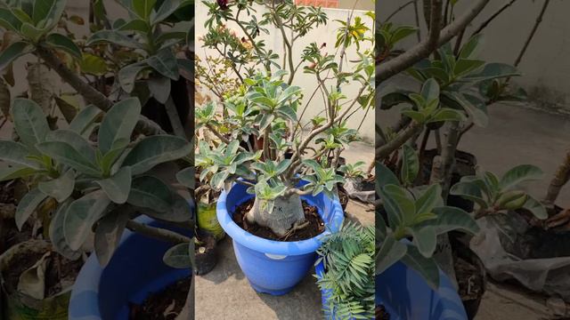 Adenium arabicum's🌱 3 years life Journey. смотреть онлайн