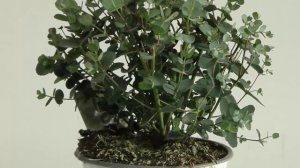 МИРТ (Миртовое дерево) – секреты и особенности ухода в домашних условиях.