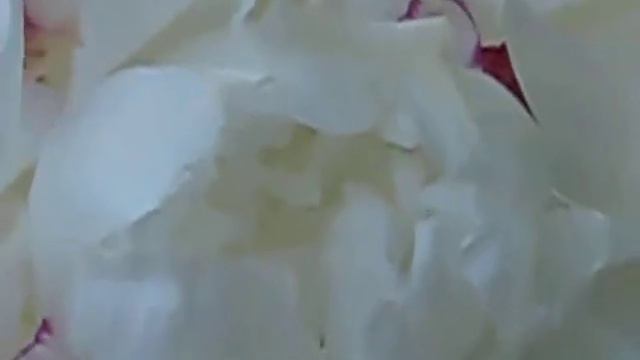 Красивые цветы на даче и огороде пионы смотреть онлайн