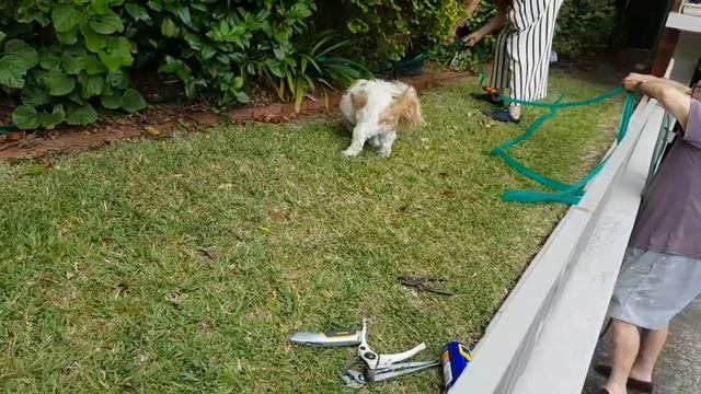 Самая красивая бабушка Австралии моя соседка Джули .Ей 82 года.Мои австралийские соседи :-) смотреть онлайн