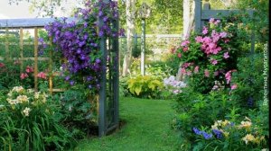 ❀ Основные правила ухода за клематисами