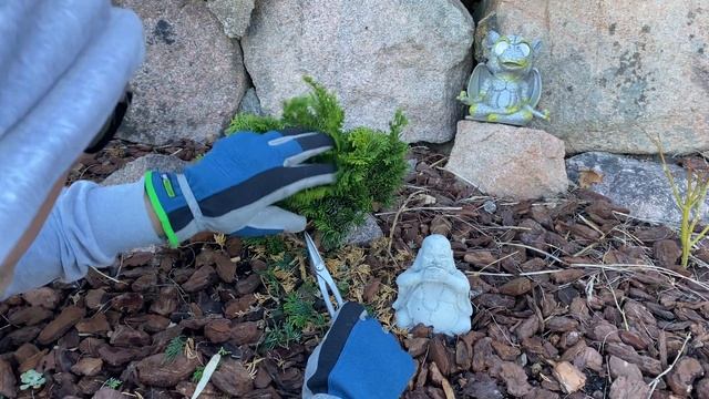 Nana Gracilis - part 1 (spring pruning) смотреть онлайн