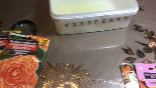 Клубневые бегонии из семян. Америгибриды — новинки 2019 года! Всхожесть. смотреть онлайн