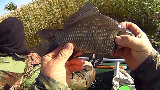 Рыбалка на удочку.КОГДА НАДО ПОДСЕКАТЬ КАРАСЯ ? ( НАУКА ОТЦА СЫНУ ) смотреть онлайн