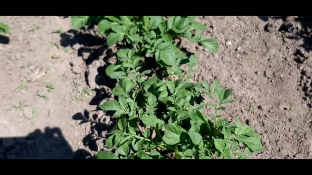 Как избавиться от колорадского жука на картошке навсегда! смотреть онлайн