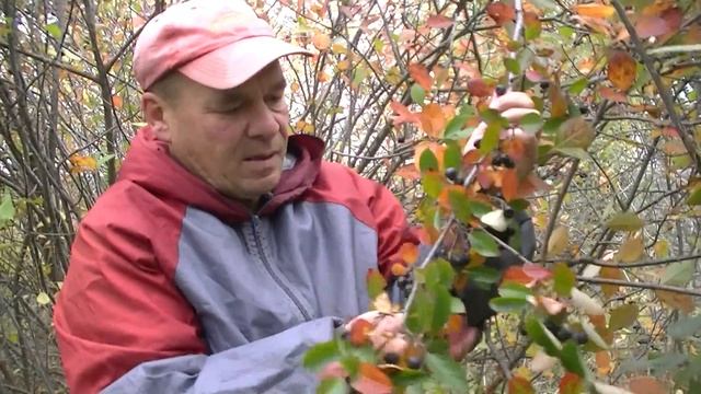 Черноплодная рябина! 02014 смотреть онлайн