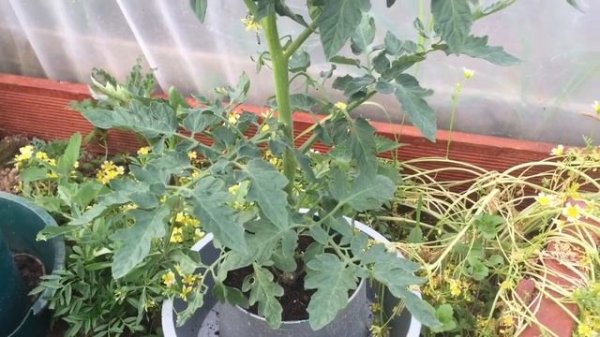 Growing Tigerella Tomatoes