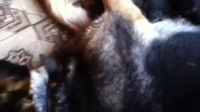 Чарины щенки 2 смотреть онлайн