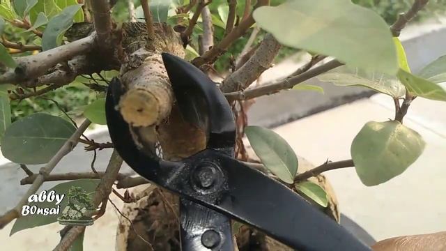 Bonsai Ficus Racemosa shohin смотреть онлайн