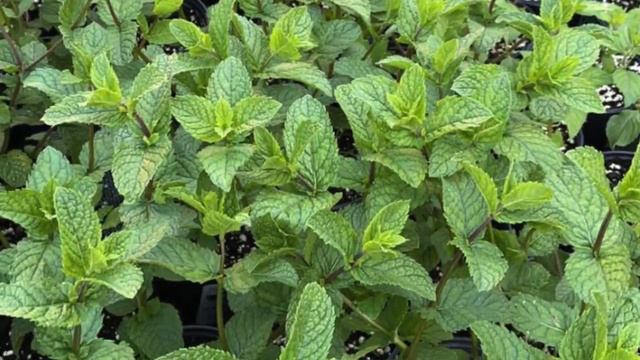 Сорта МЯТЫ 2022. ШОКОЛАДНАЯ мята, лимонная мята и др. смотреть онлайн