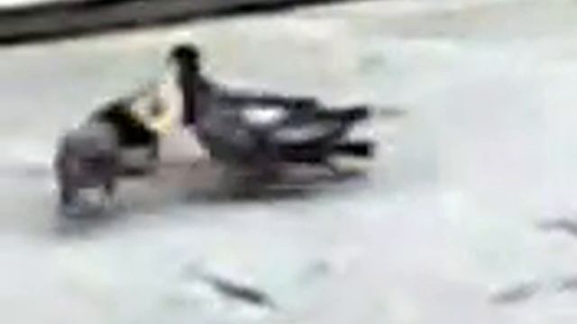 Pigeon Wars....Fight To The Death....For Pizza смотреть онлайн