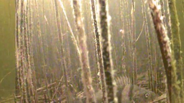 Окуневый лес .Ладога2017 подводная камера смотреть онлайн