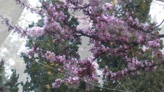 Крым. Алушта сегодня (26.04.16) Парк Дворца пионеров смотреть онлайн