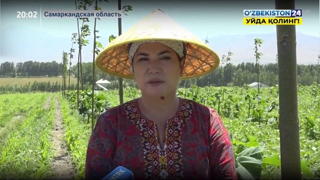 Новый проект по выращиванию павловнии в Самарканде смотреть онлайн