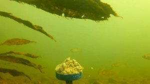 Реакция рыбы на ЖАРЕНЫЕ СЕМЕЧКИ! Подводная съемка