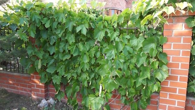 Промежуточные результаты выращивания винограда, август 2017 смотреть онлайн