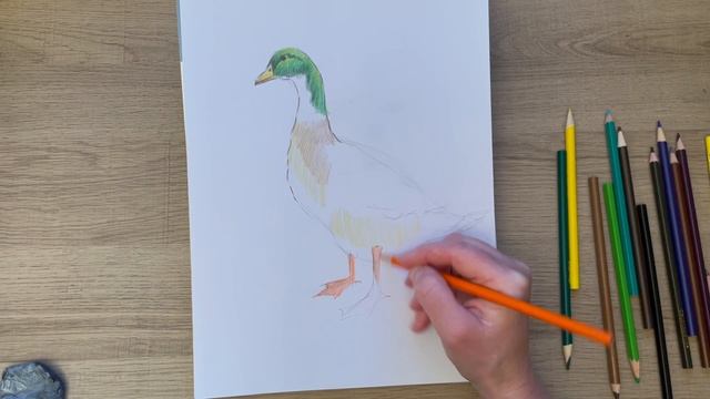 Как нарисовать гуся цветными карандашами. Рисуем вместе с Наталкой Барвинок #рисование смотреть онлайн