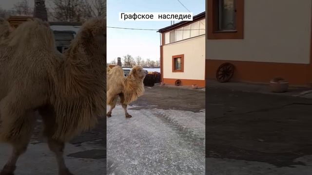 Верблюд шагает домой ??? смотреть онлайн