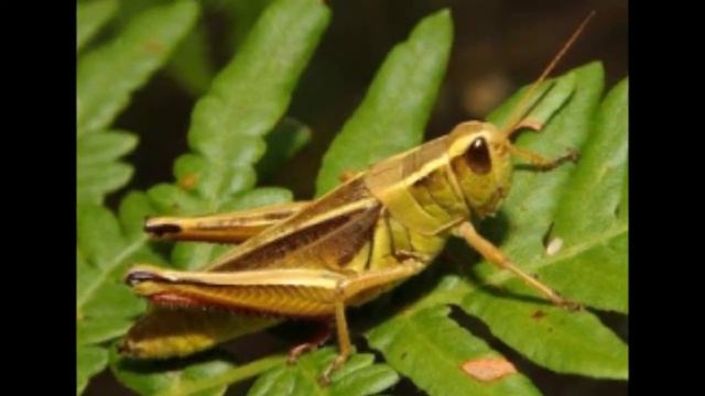 Мир насекомых смотреть онлайн