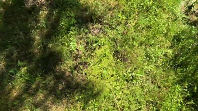 Травим муравьев борной кислотой