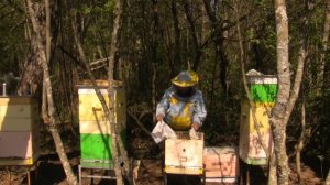 Вывод маток по методу Геннадия Степаненко .