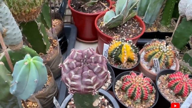 GYMNOCALYCIUM MIHANOVICHII VARIEGATED Collections | Jun22