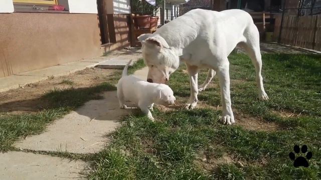 Extremely Strong Shepherd Dog Breeds смотреть онлайн