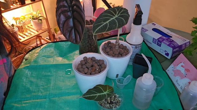 More Plant Updates | Thoughts on PON and Leca #PON #leca ##plantchores #houseplants #plantcare смотреть онлайн