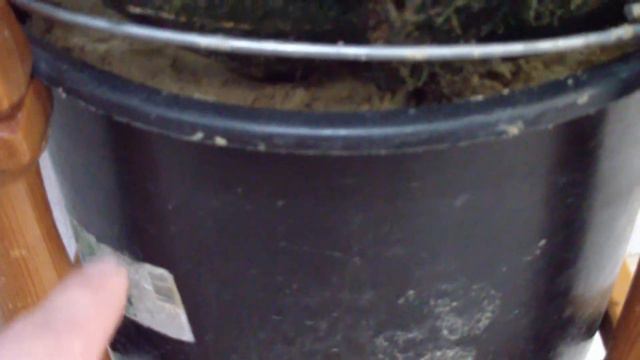 ЁЛКА смотреть онлайн