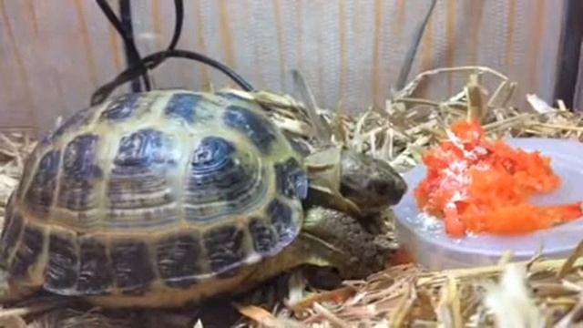 Что кушает черепаха смотреть онлайн
