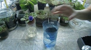 Укоренение макушки фиалки в воде