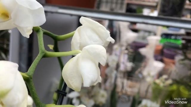 Уценённые Цветочки в Оби.Садовые и луковичные! смотреть онлайн