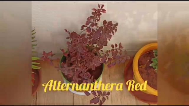 Collection of my Outdoor Plants with names l Outdoor Plants l Outdoor Gardening l BestOutdoor Plant смотреть онлайн
