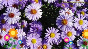 Астра кустарниковая Проф. А.Киппенберг. Краткий обзор, описание aster apollo Проф. А.Киппенберг